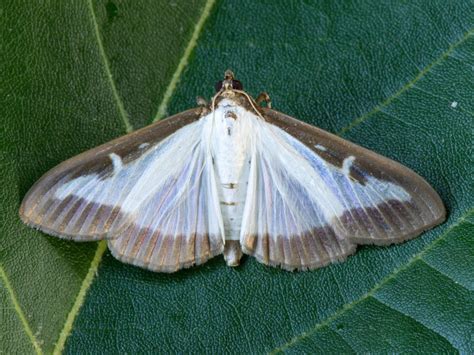 box tree moth uk distribution|box tree moth identification.